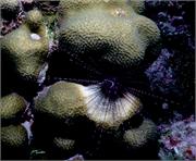 Bonaire 7
